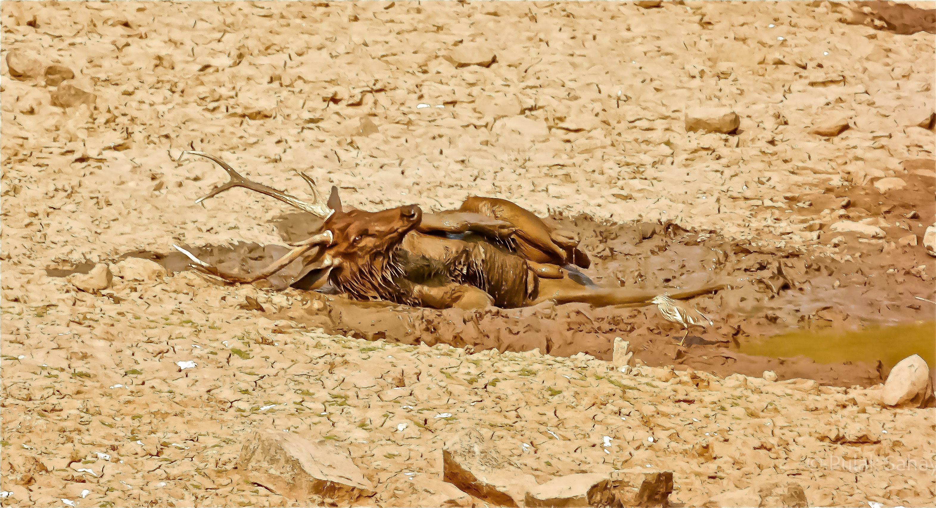 Deer cooling in mud with a bird watching